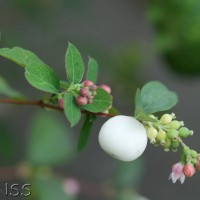 Snowberry
